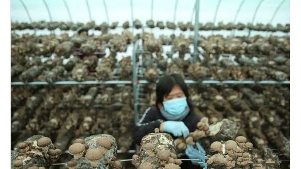河北省晋州市：梨树枝条再利用 变废为宝育香菇