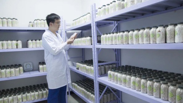 陜西省長青林業局食用菌廠副廠長丁建：科技興菌的踐行者