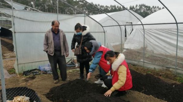 广西桂林市农业科学研究中心专家前往灵川县指导食用菌生产工作