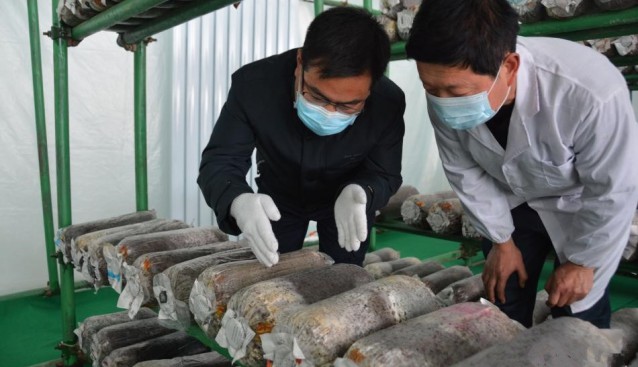 甘肃省武山县滩歌镇引进猴头菇种植技术 助力乡村振兴