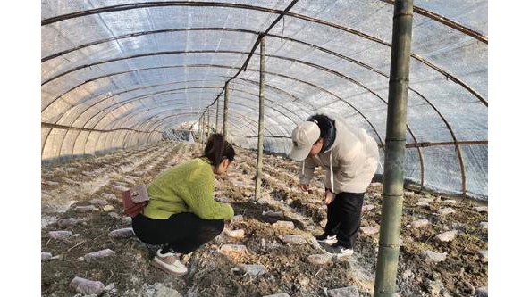 贵州省剑河县气象局台长带队前往食用菌基地调查低温雨雪天气对食用菌产业的影响
