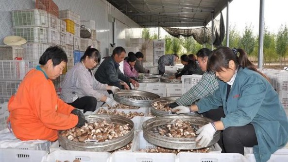 内蒙古巴彦淖尔市出台8条意见 大力发展食用菌产业