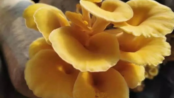 哈爾濱市阿城區原種場反季節榆黃蘑開始銷售 一派喜人的豐收景象