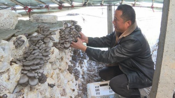 河南省扶溝縣金俊紅：返鄉種植平菇 帶動鄉鄰致富