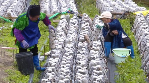贵州省三都县：160万棒木耳喜获丰收 种植户实现持续创收