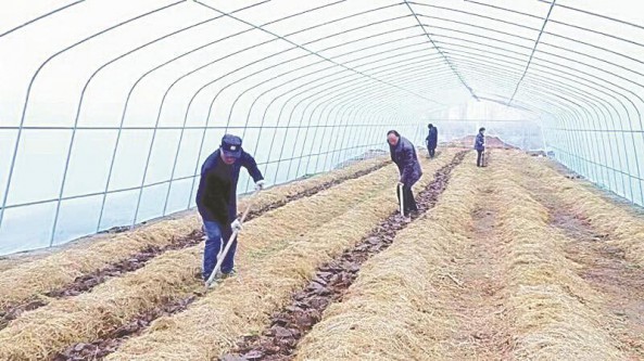 湖北省襄阳市襄州区雷庄村：大球盖菇撑起“致富伞” 带动更多村民共同致富