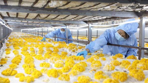 甘肅省民樂縣：金耳食用與藥用價值高 種出好“錢”途