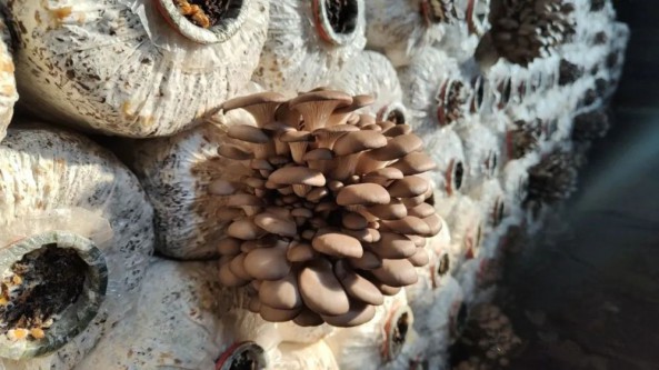 传统种植+创新探索 甘肃省临夏市折桥镇小蘑菇种出“致富经”