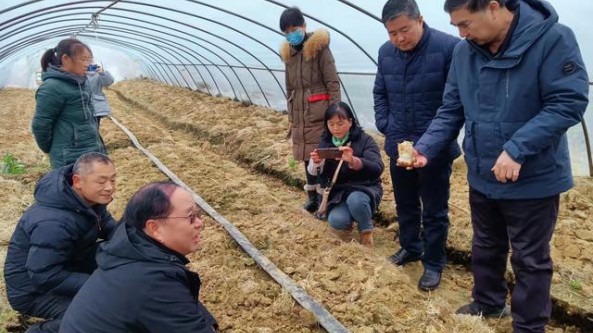 湖北省襄阳市农技中心与市农科院联合开展大球盖菇巡回指导活动