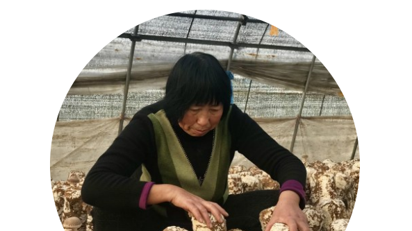 深入了解遼寧省朝陽縣富民食用菌專業(yè)合作社最美“蘑菇夫妻”鞠植珍、于虎元