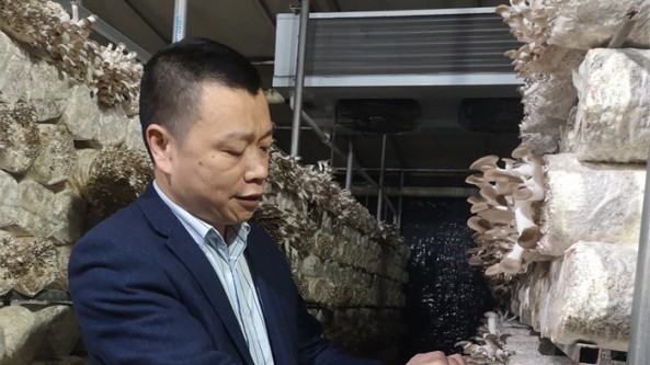 福建省福州市首個自主選育的秀珍菇新品種“福秀1號”閃亮登場
