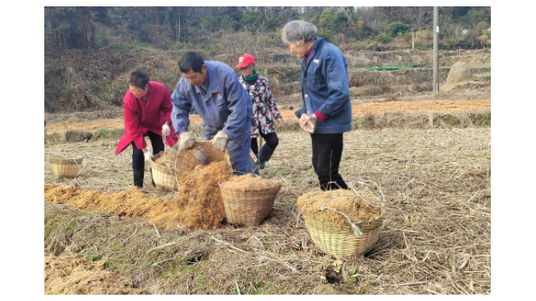 江西省新余市渝水区：农户年底忙备耕 种植竹荪促增收