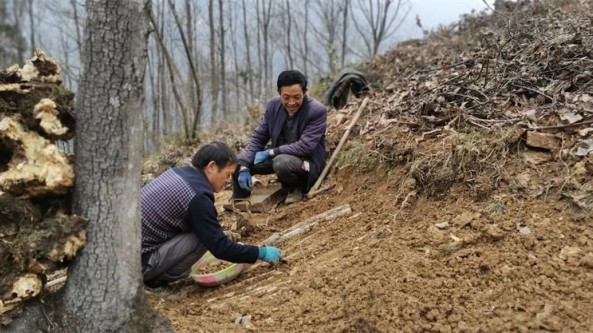 陕西省宁强县：数九寒天 林下天麻种植忙