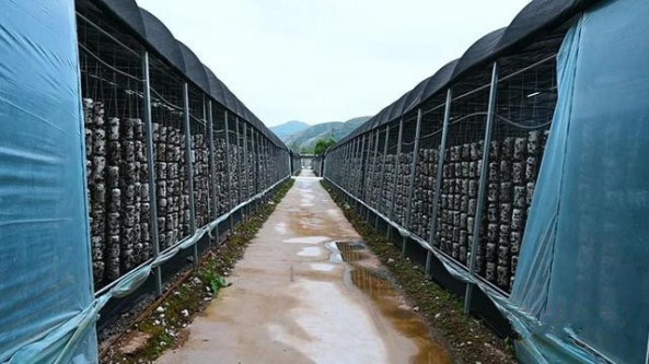 甘肅省漳縣：食用菌產業實現“裂變式”發展