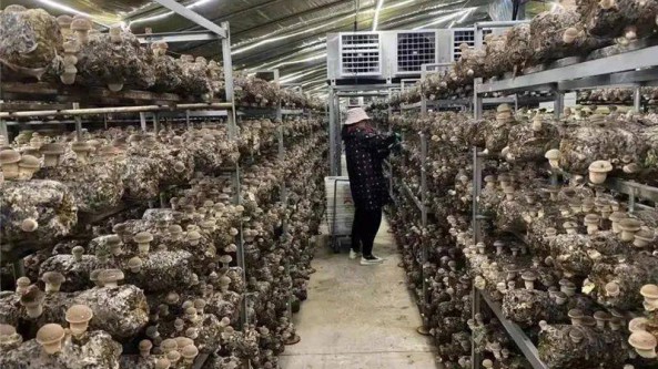 浙江省武义县：工厂化生产香菇 助力共同富裕