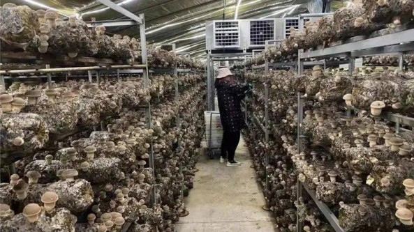 浙江省武义县：工厂化生产香菇 助力共同富裕