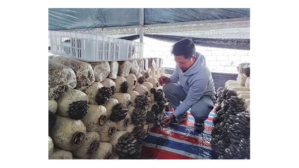 貴州省長順縣白云山鎮(zhèn)：食用菌采摘忙 一派豐收景象
