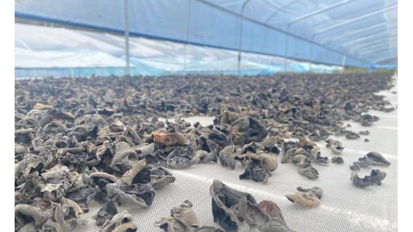 貴州省安龍縣：多模式種植黑木耳 畝產(chǎn)值4萬余元