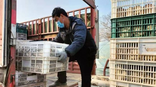 陜西省興平市花王村：蘑菇棚里話豐年 產品銷售不斷檔