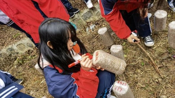 贵州省剑河县民族中学千人栽种食用菌 实践体验打造特色劳动教育课程