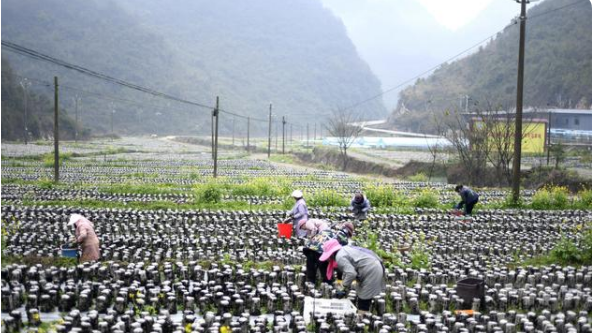 贵州省安龙县：黑木耳迎来丰收季 推动产业兴旺