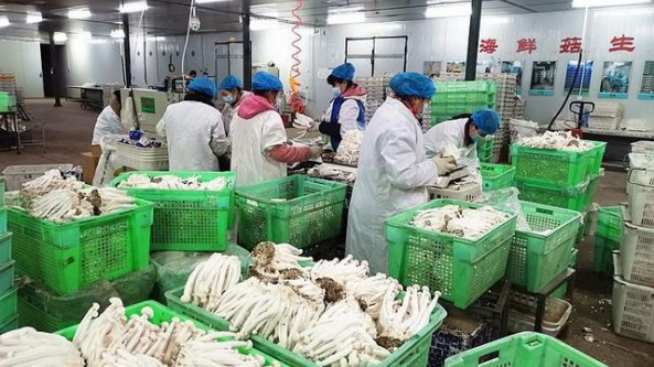 甘肃省张掖市甘州区：全面优化产业布局 食用菌产业发展迅猛