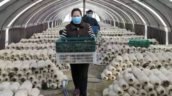 陜西省西安市臨潼區行者街道吳欣合作社：蘑菇棚里采摘忙 豐富春節“菜籃子”