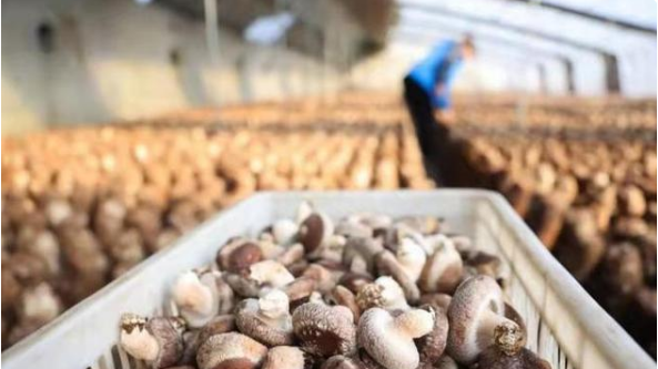 河北省遷西縣：香菇基地生產忙 生產規模4.3萬棒