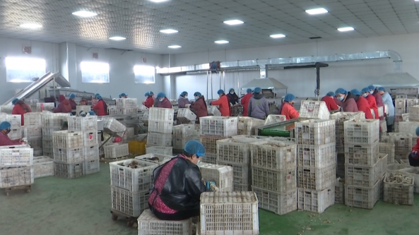 河北省邯鄲市肥鄉區：小蘑菇走向國際大市場 打造“中國食用菌之鄉”國字號招牌