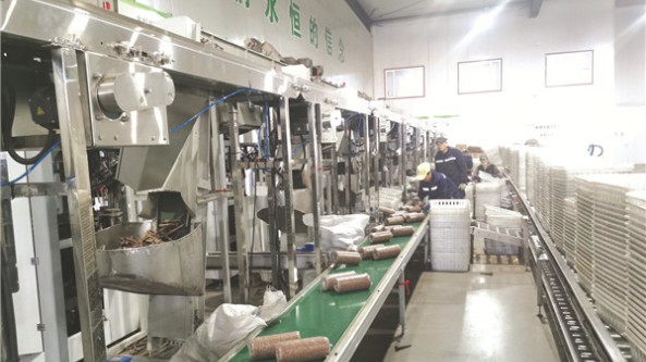 新春開工 吉林省汪清縣桃源小木耳迎來發展的春天