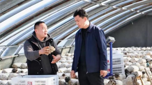 河北省成安縣李家疃鎮(zhèn)小平菇“種出”農(nóng)民增收致富路
