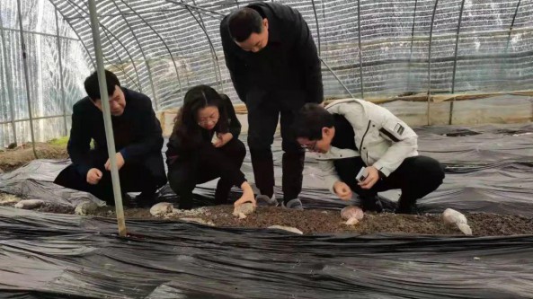 安徽省食用菌行業協會邀請中科院昆明所和浙江廣東企業家前往皖對接食用菌雙招雙引工作