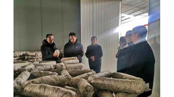 陜西省渭南市科技局專家齊進村 調研指導食用菌產業
