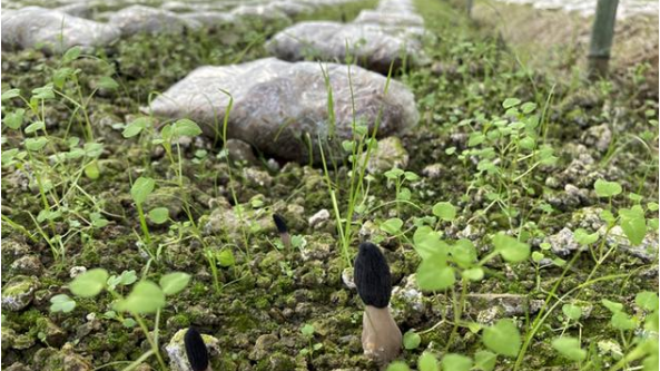 贵州省松桃县：百亩羊肚菌撑开“致富伞” 有效助力乡村振兴