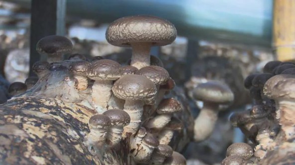陜西省丹鳳縣花瓶子鎮(zhèn)：萬物競春時 菇農生產忙