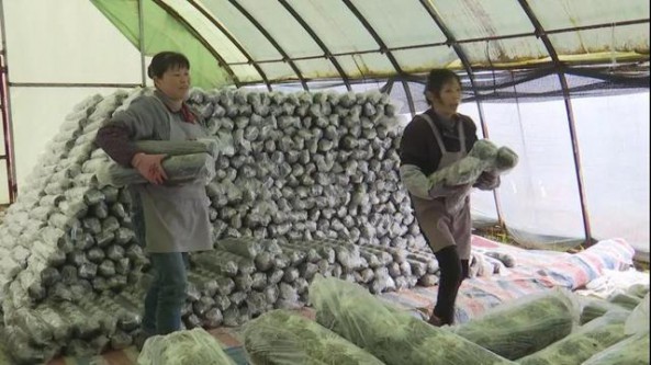 貴州省安龍富民鑫食用菌發(fā)展公司：人勤春早育菇忙 為產(chǎn)業(yè)健康持續(xù)發(fā)展打好基礎(chǔ)