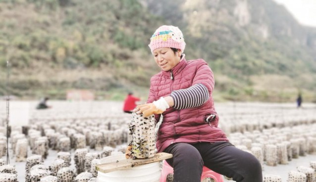 贵州省印江县紫薇镇：食用菌基地采摘繁忙 每天可加工干木耳1500余公斤