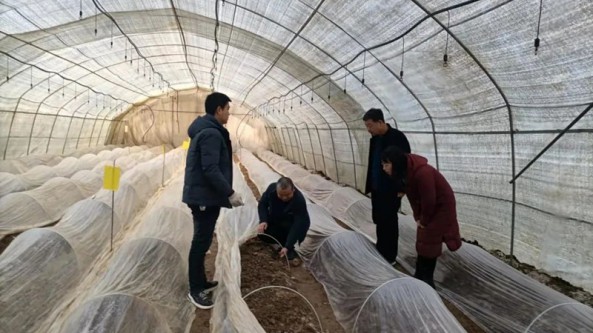 甘肃省两当县科协与食用菌中心深入羊肚菌种植基地进行调研