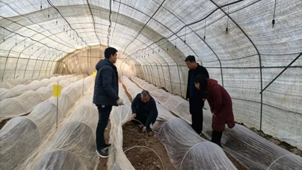 甘肅省兩當縣科協與食用菌中心深入羊肚菌種植基地進行調研