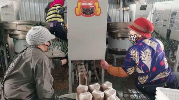 黑龍江省寶清縣鑫淼食用菌合作社鞠秀芹：“食用菌種植大王”積極樹立新時代創業女性典