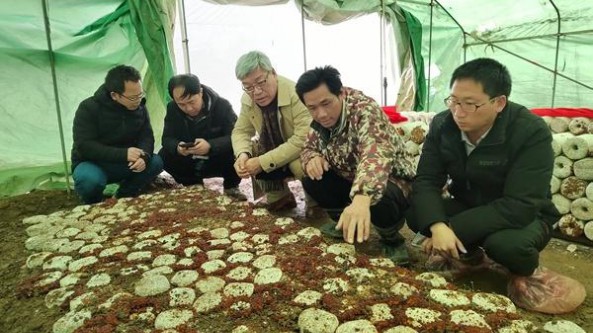 廣西農業農村廳與食用菌創新團隊專家前往賀州市開展食用菌抗寒防凍技術服務工作