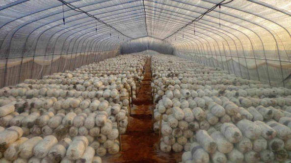 安徽省靈璧縣食用菌迅速起跳 菇農(nóng)人均增收7500元