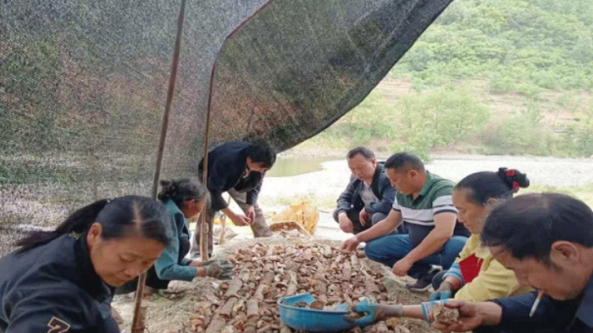 汉中市政协委员、宁强真菌研究所所长张怀荣：推广天麻技术 让农民钱袋子鼓起来