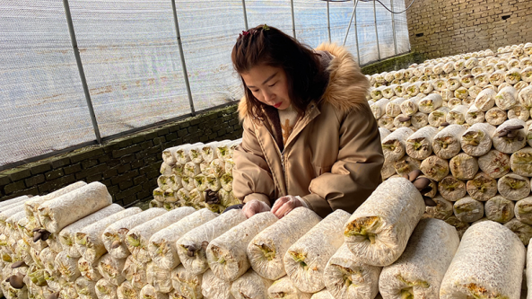 河北省平山县：小平菇撑起“致富伞” 带动种植农户3000余户