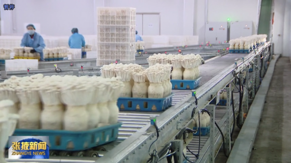 甘肅省張掖市擦亮食用菌“金名片” 撐起鄉(xiāng)村振興“富民傘”