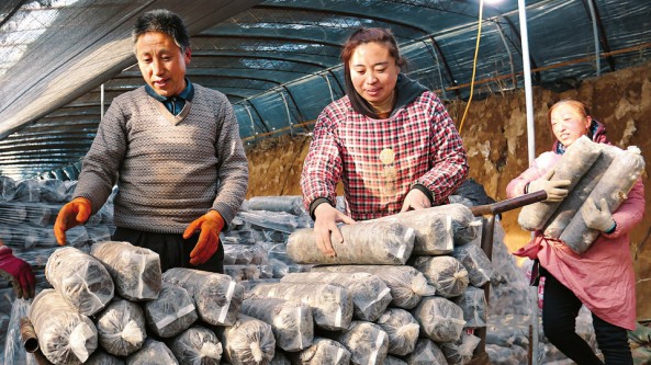 山西省平顺县：香菇大棚人忙碌 为乡村振兴产业发展注入新动力