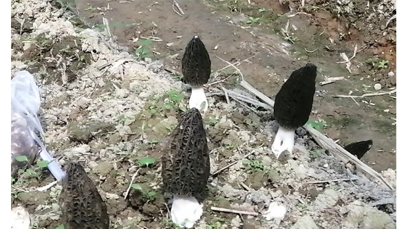 福建省農科院專家前往光澤縣開展菜稻-食用菌輪作測產驗收