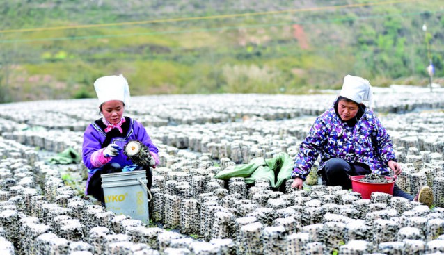 贵州省榕江县：大力发展黑木耳、香菇等食用菌产业 成为当地群众增收重要渠道