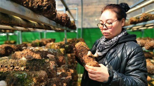 湖北省巴東縣返鄉能人向桃：小香菇成就大產業