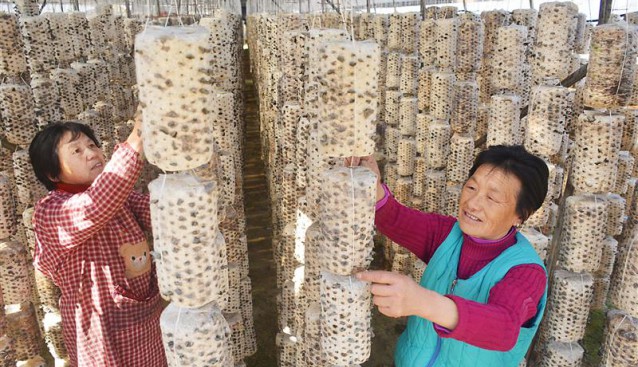 安徽省岳西县：发展食用菌产业 延长蚕桑产业链